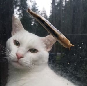 Meet your Posher, Laetitia